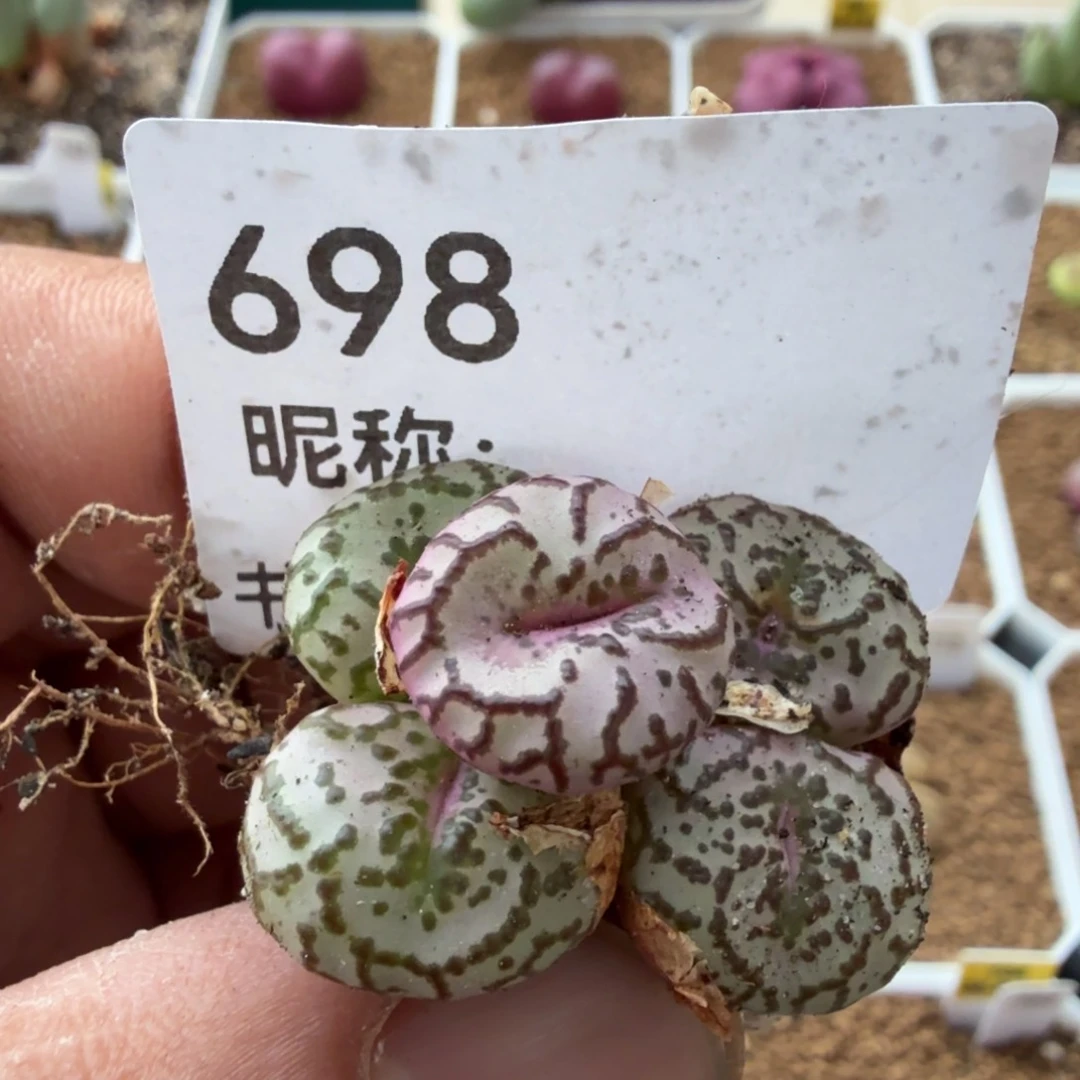 多肉植物多肉植物多肉植物