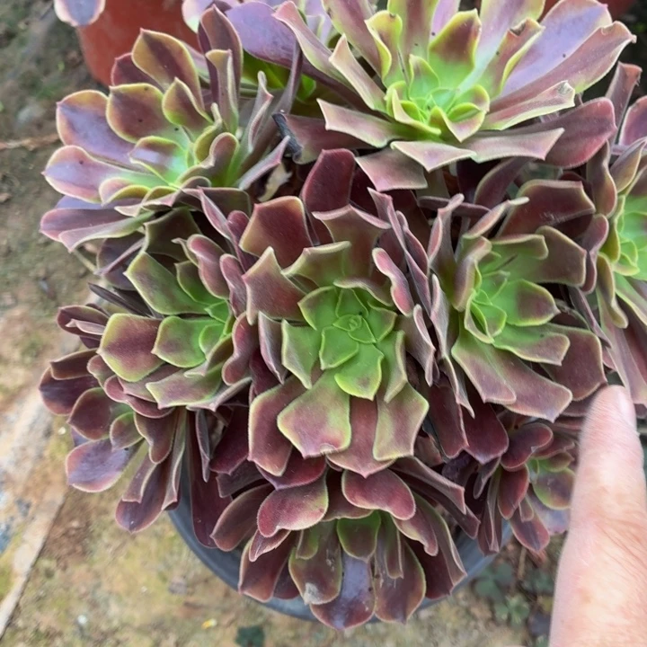 欧佳丽一棵脱土发货