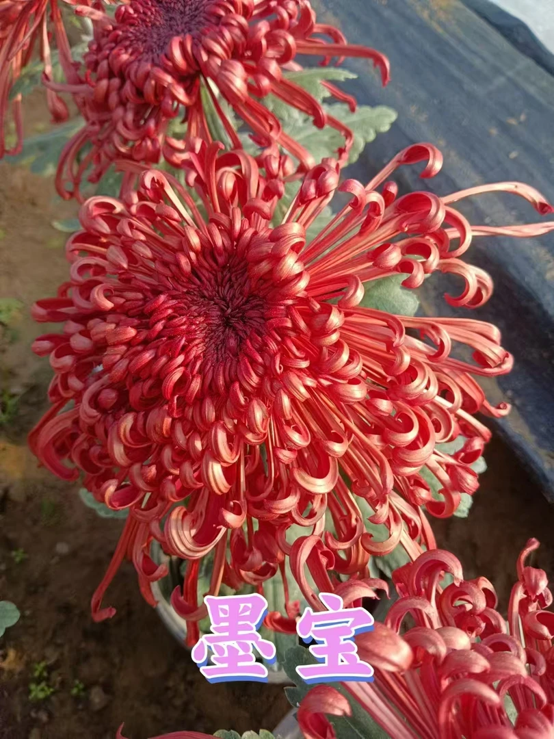 【墨宝】九月菊金丝菊牡丹菊盆栽地栽多季种植好养易活阳台花卉