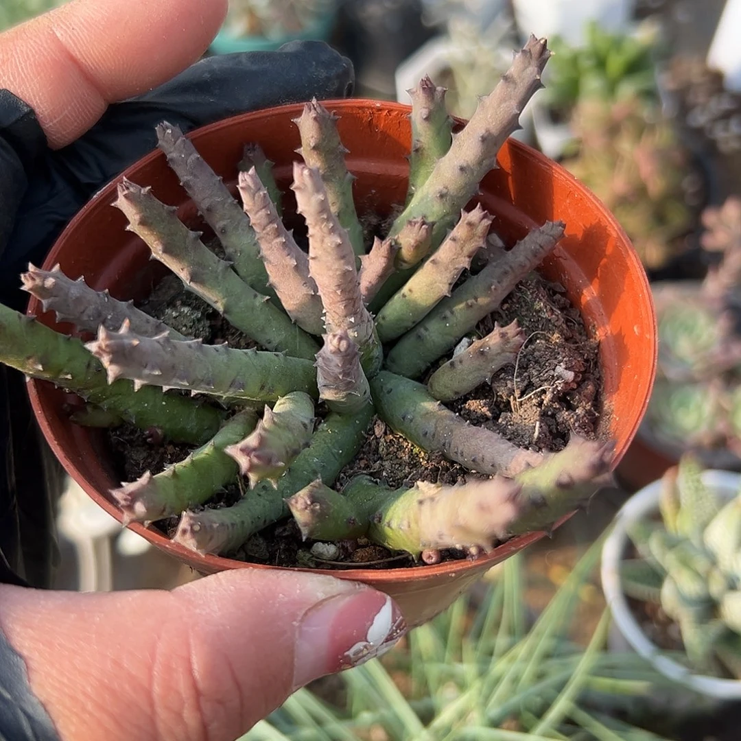 多肉植物杨梅罗摩