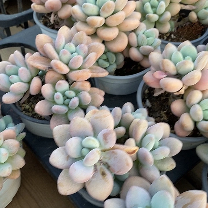 红洛神福利多多去拍