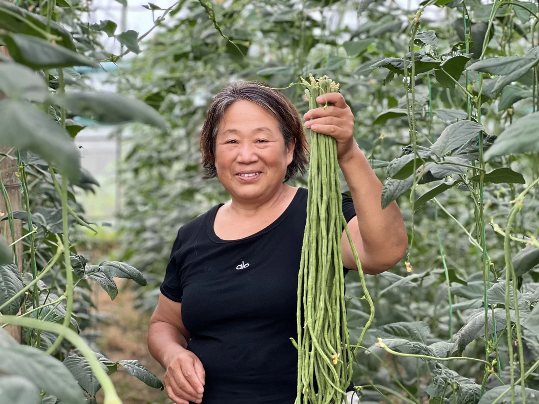 【现摘现发】河南豆角  豆撅子  豇豆   产地直发  自产自销