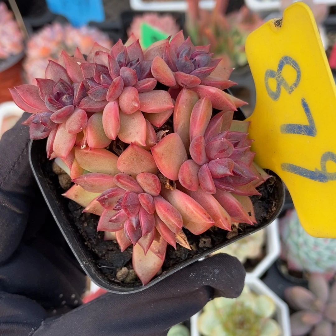 879多肉植物多肉植物