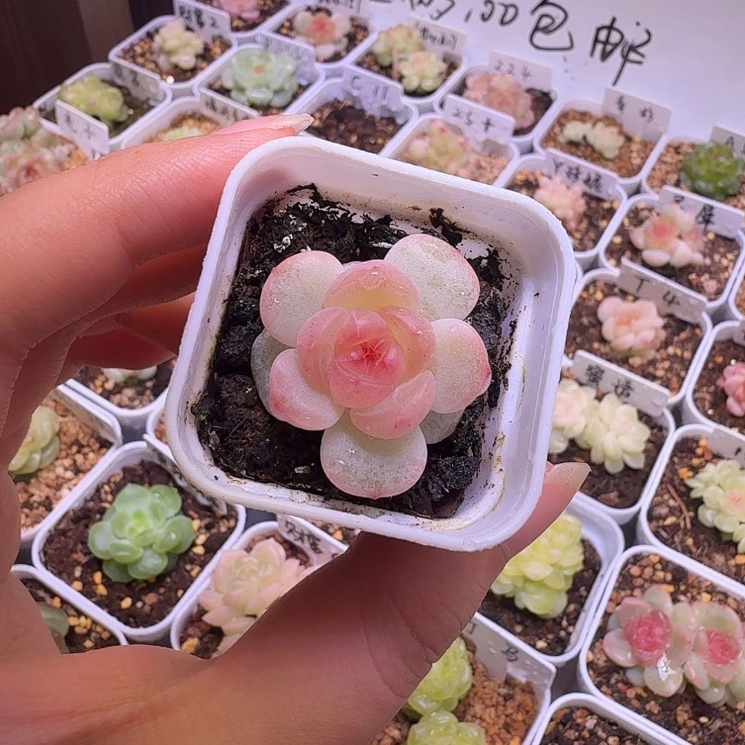 青梅多肉一物一拍