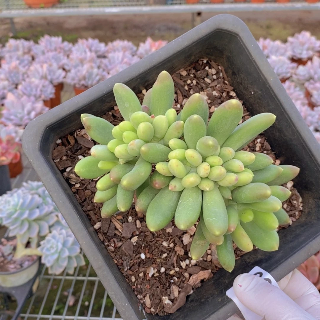 6600金蝉缀化一物一拍