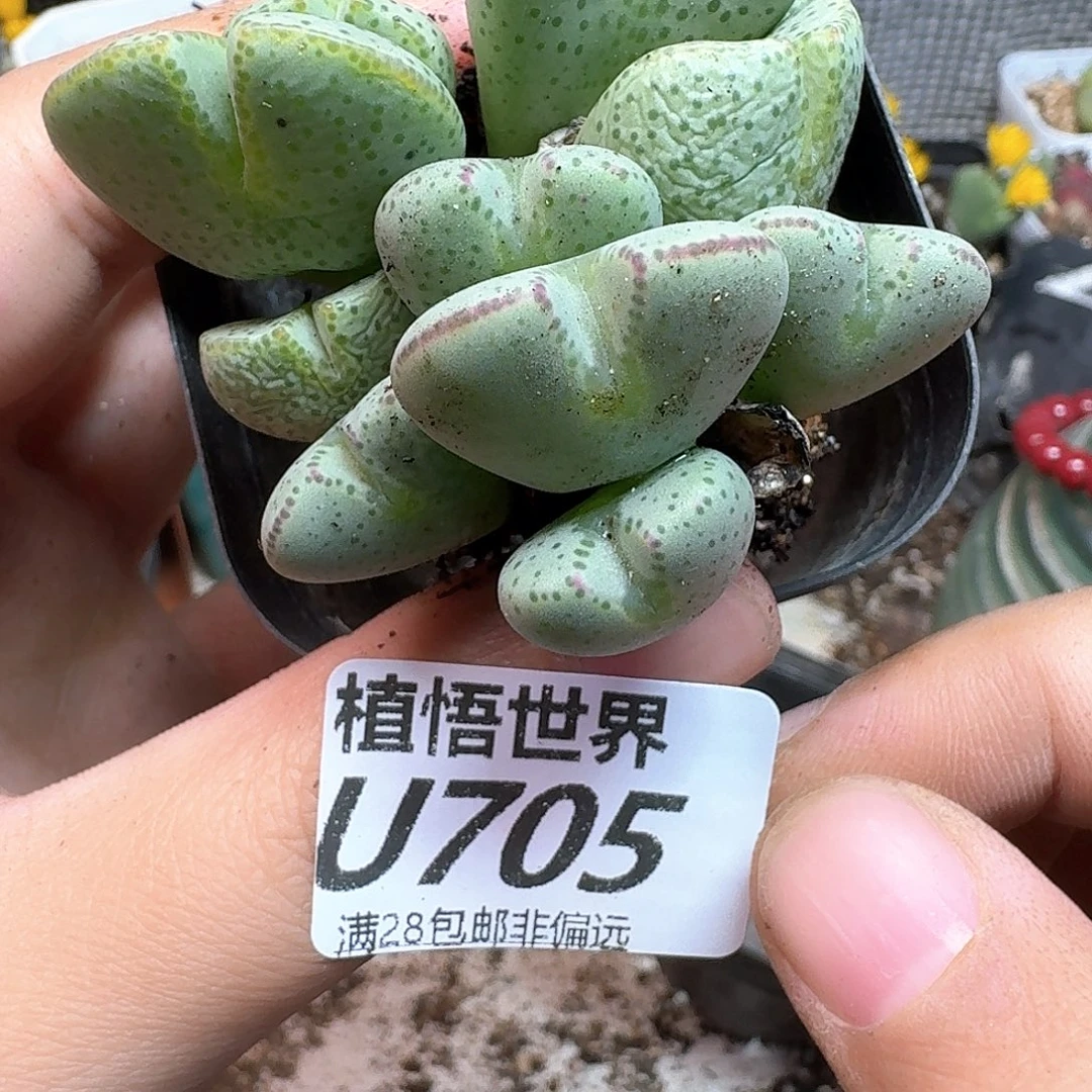 多肉植物的润泽fgb