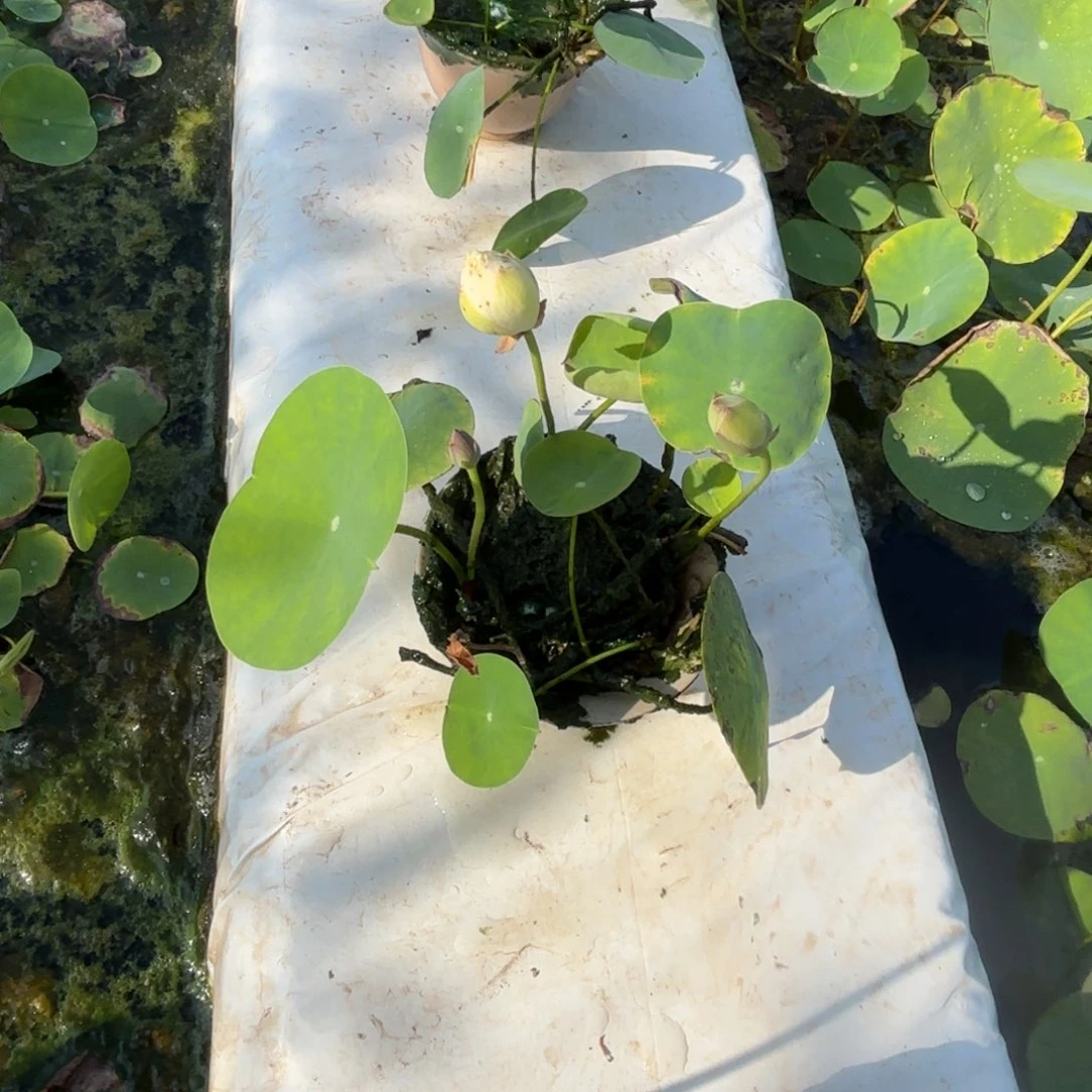 可***待完全开放邺城毓秀小盖碗189