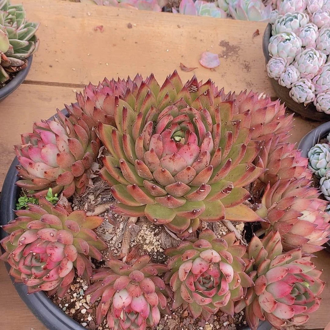 多肉植物橘色玫瑰玛丽亚组合