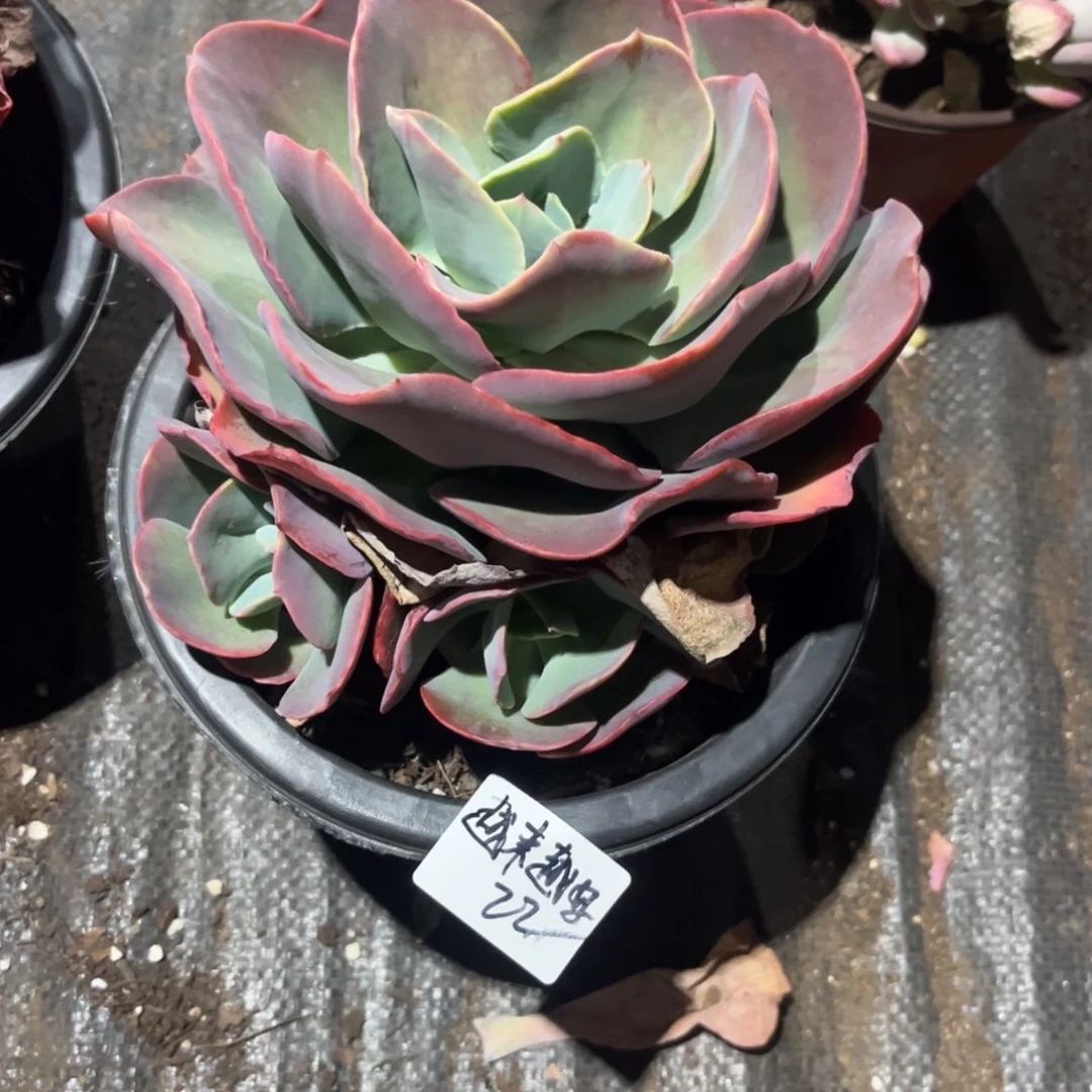 越****y沙琪玛多肉植物