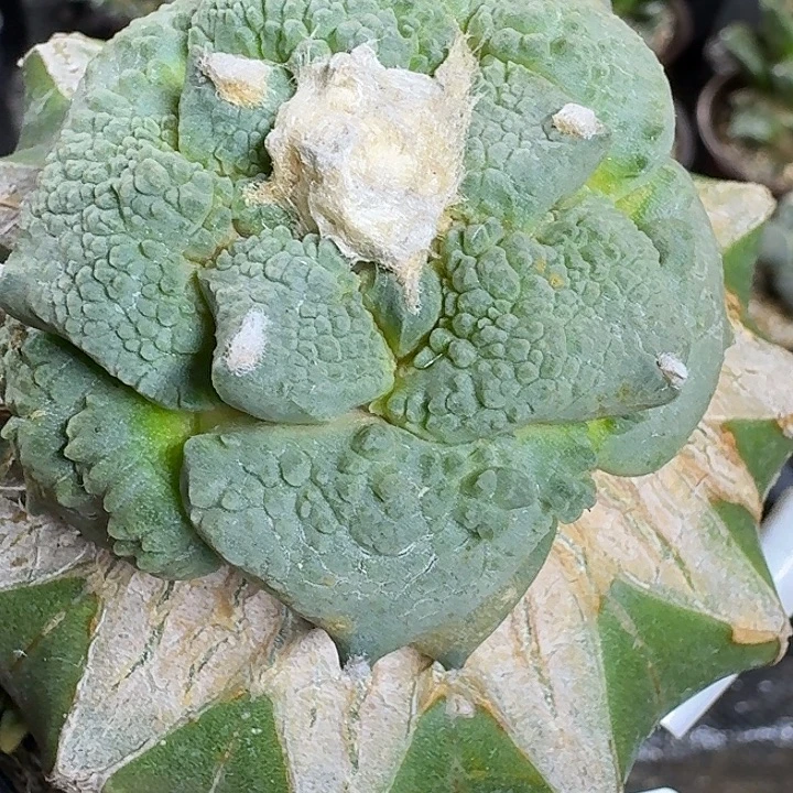 无花朵苗接小颗粒怒468
