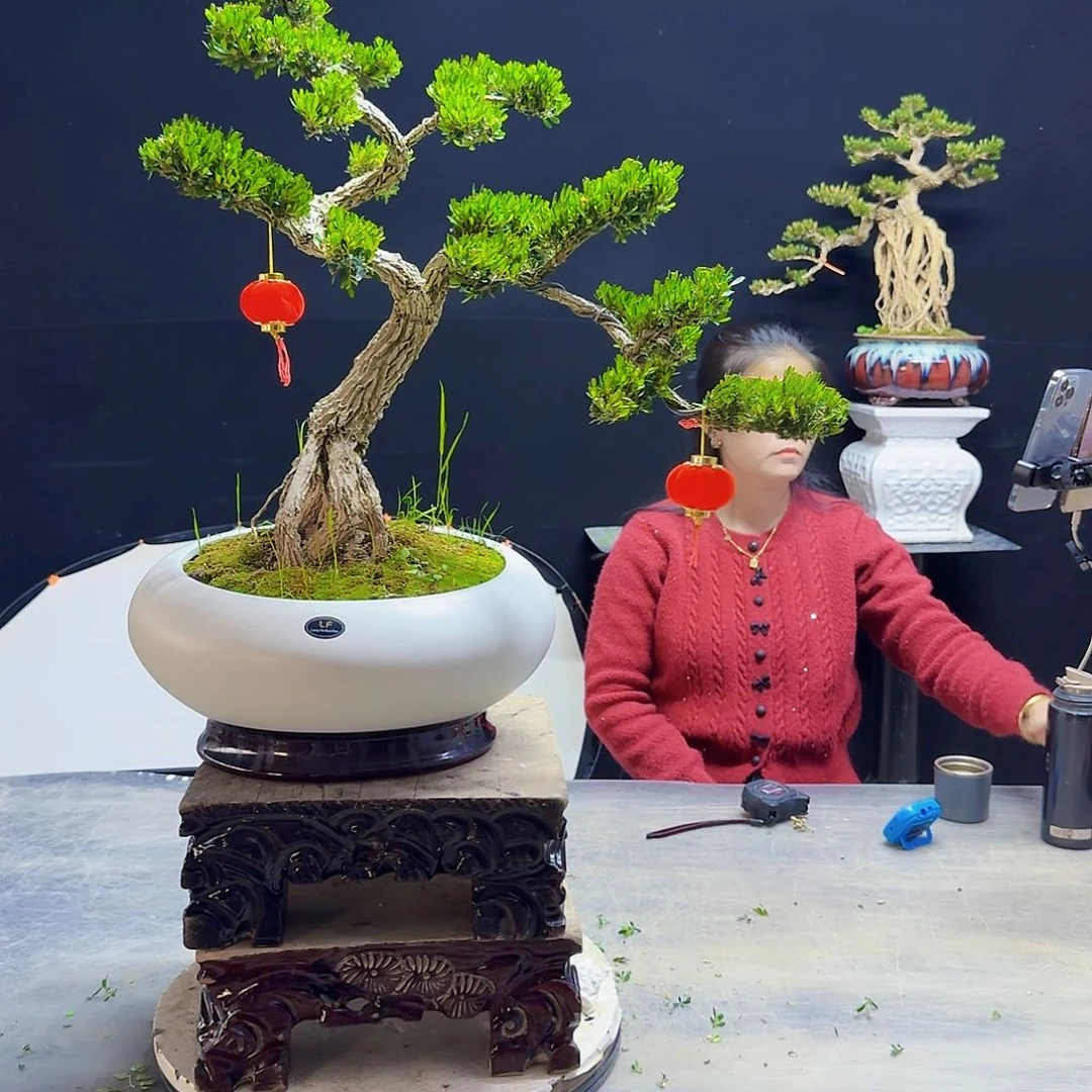 高端盆景艺术作品