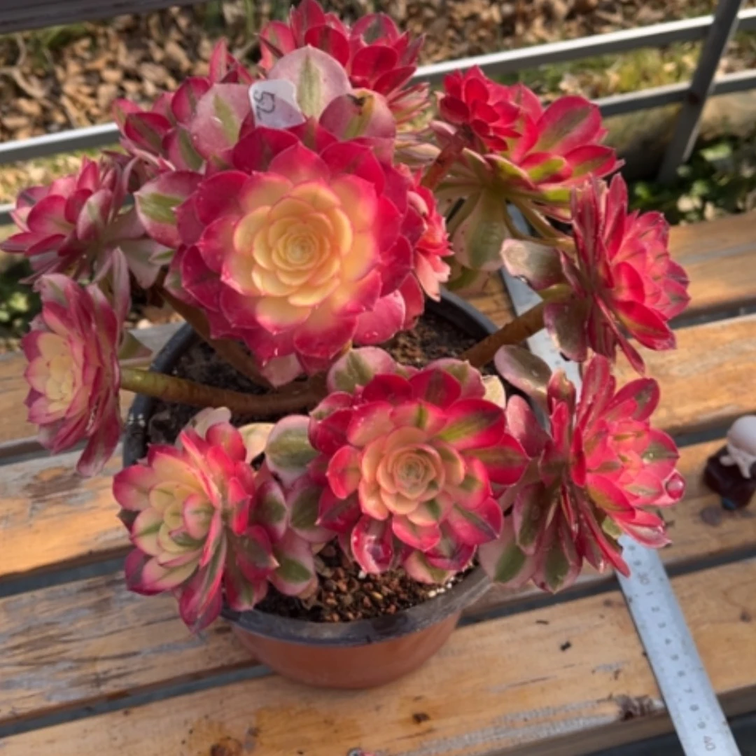 【闪购商品】52倾城多肉法师