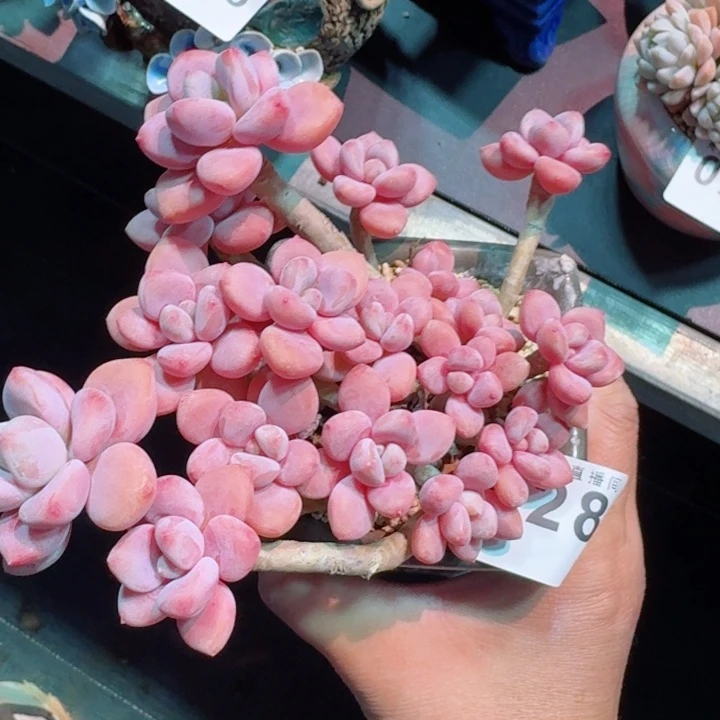 洛神老桩         精控精养多肉植物
