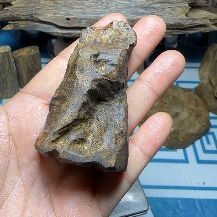 木质母树绿奇香尖包头15