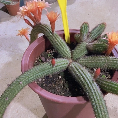 我****?仙人掌橙花金妞5219