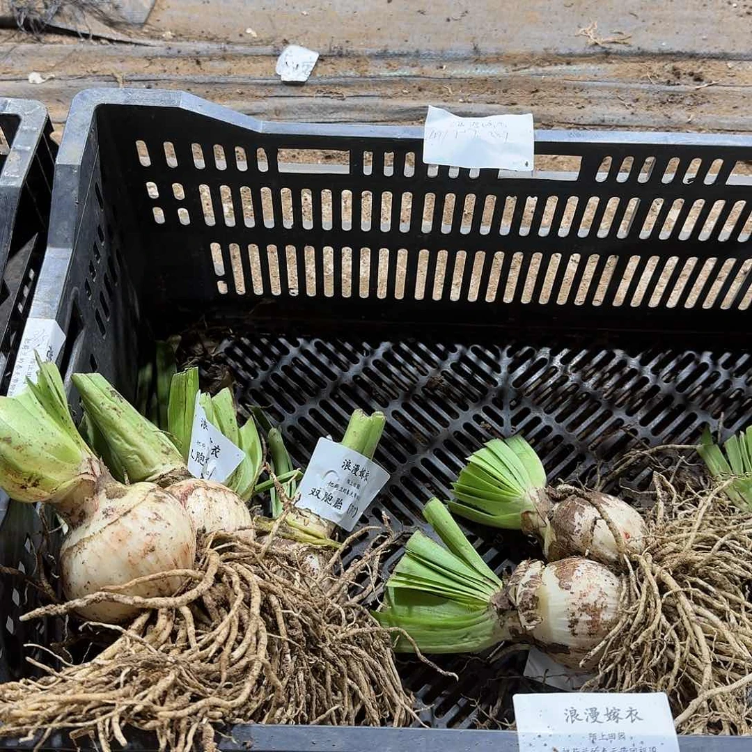 浪漫嫁衣双包胎7+7开花球发发发