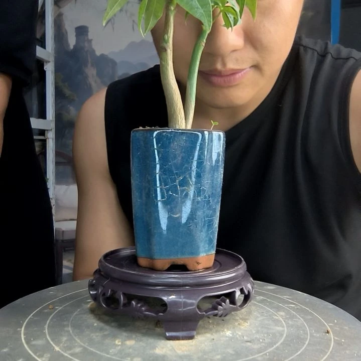 y****6中青园艺一物一拍288