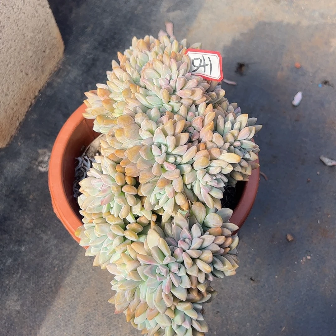 541号淡雪缀化，一物一拍