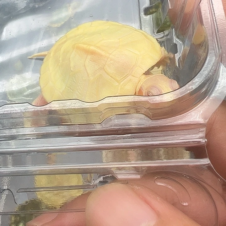 母绿毛龟白巴11111