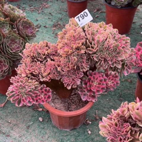 花***夏790粉女巫缀化多肉