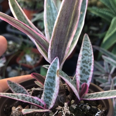 油点百合锦群多肉植物