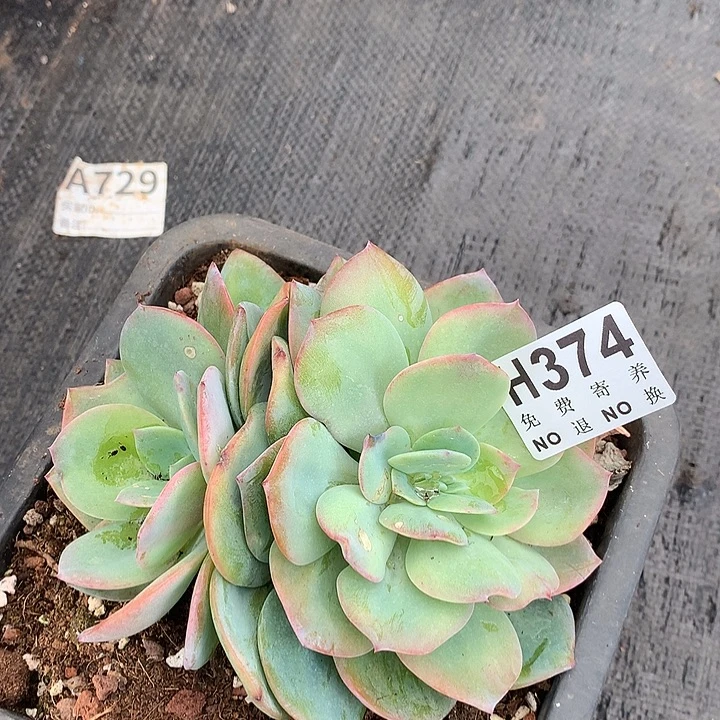 血凤缀化 板子有撸叶子的伤 非偏远38包邮 节后发