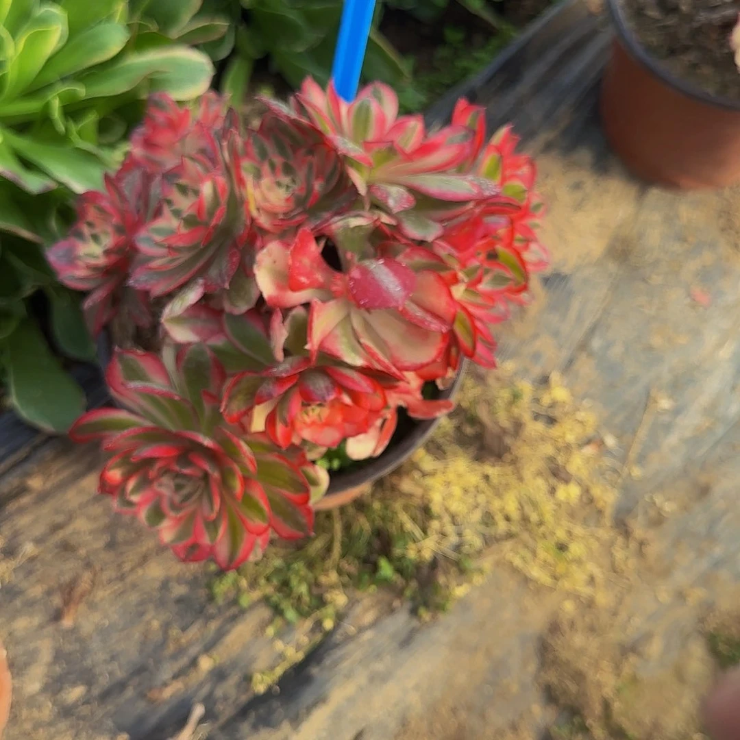 宝***?154红楼梦多肉哦哦