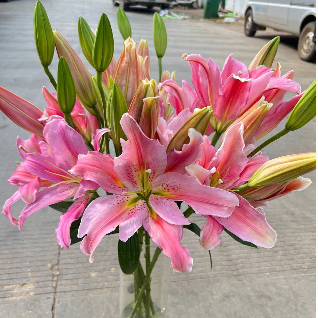 【若比邻优选】粉天霸单瓣香水百合  浓香  稀有品种 花儿 昆明直发