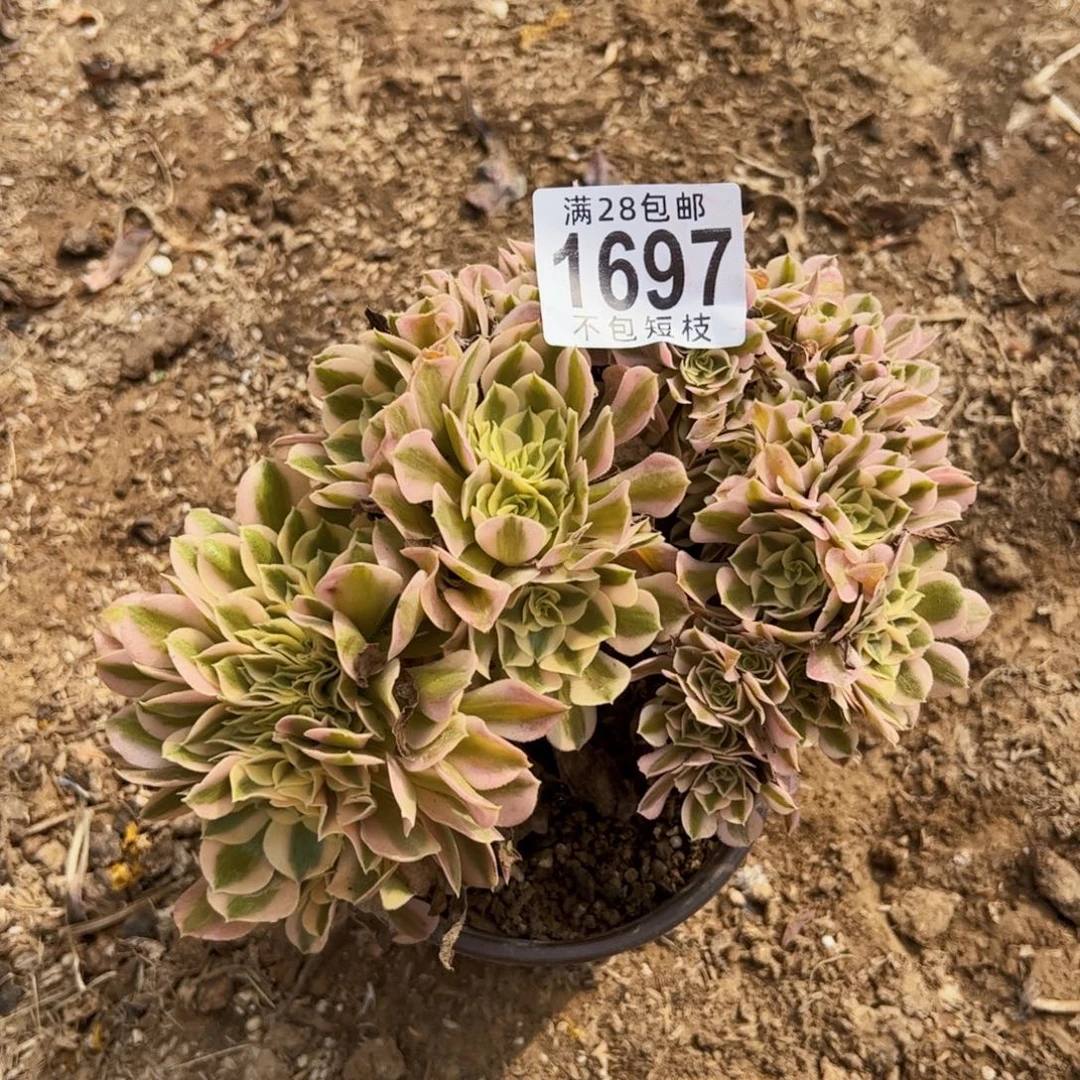 1697多肉植物法师法师