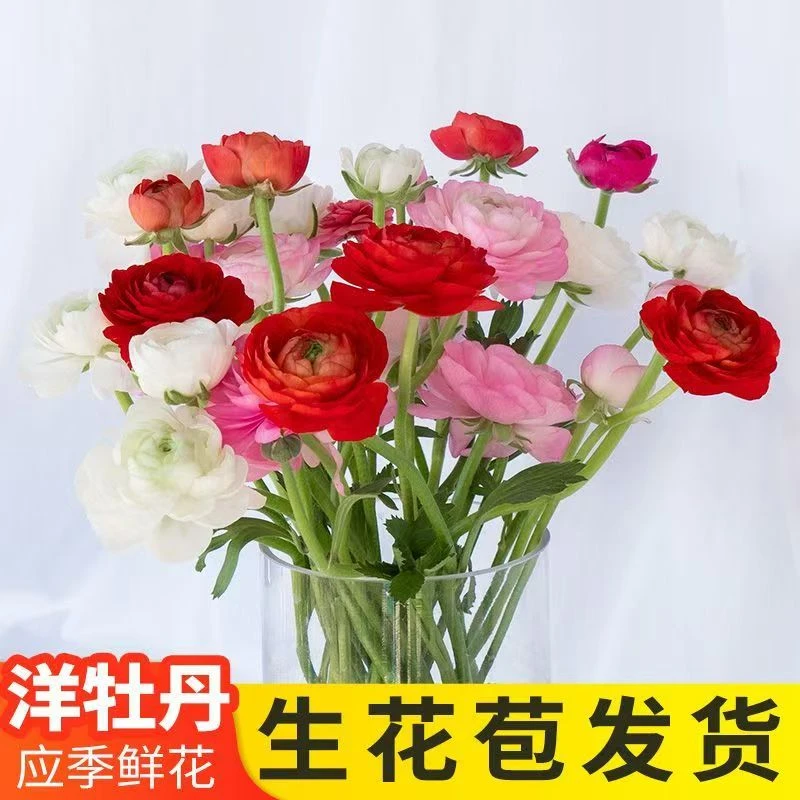 云南昆明直发洋牡丹鲜花新鲜室内花束水培插花