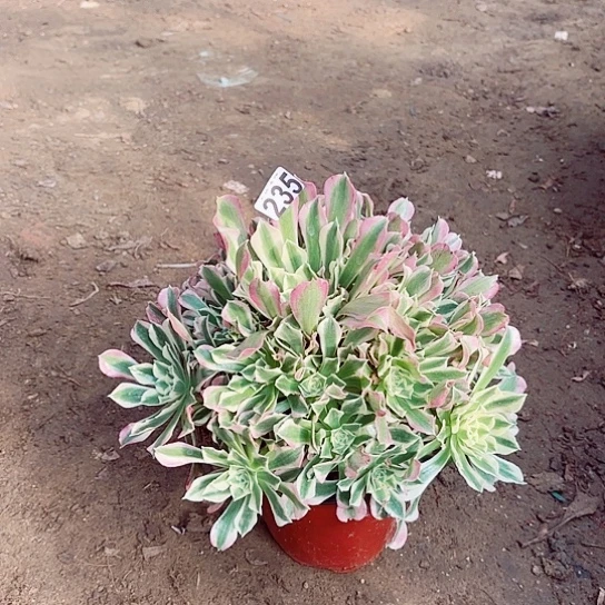 235白凤老桩法师