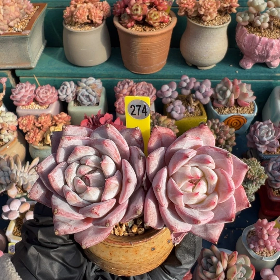 痴***梦274粉蓝鸟老桩自然群