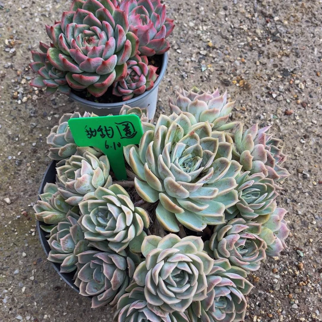 一物一拍多肉植物