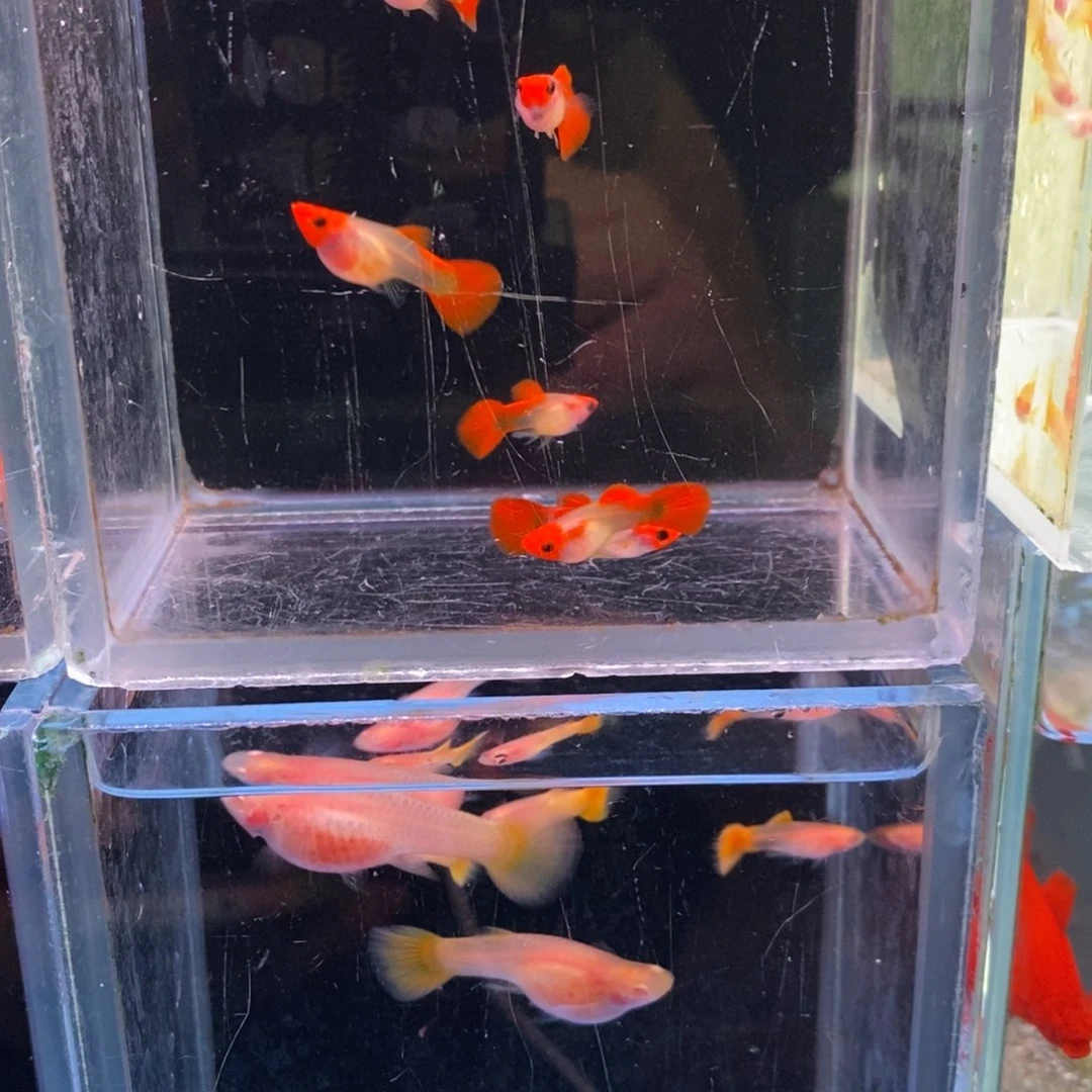 孔雀鱼鸿运当头猫五对 黄金两对
