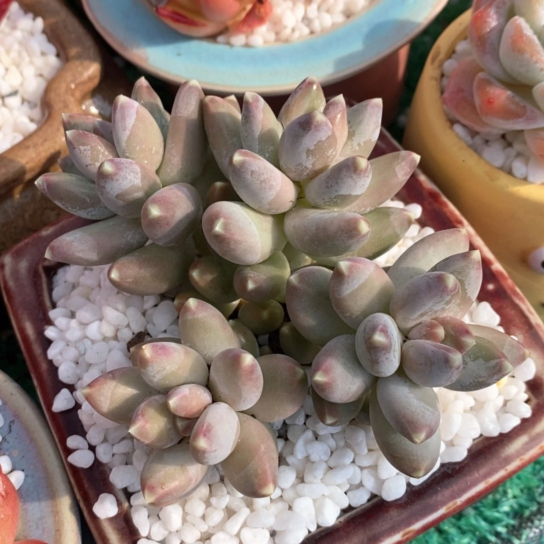 星空美人多肉植物盆栽