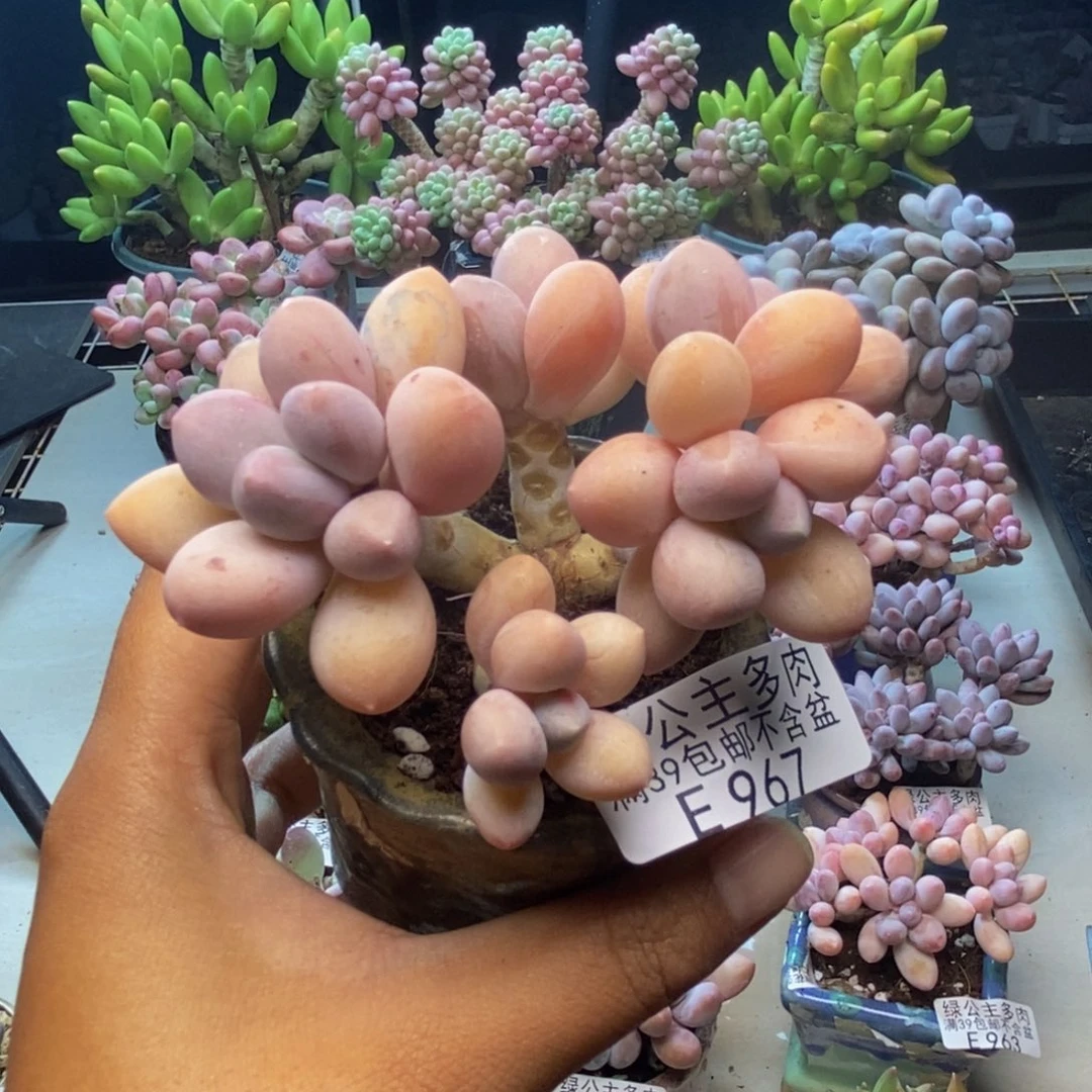 967香水手指奶多肉7c m