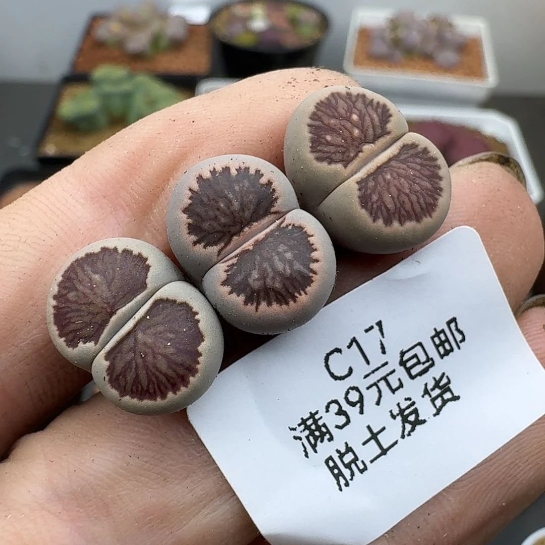 17多肉哈哈哈哈哈哈哈哈
