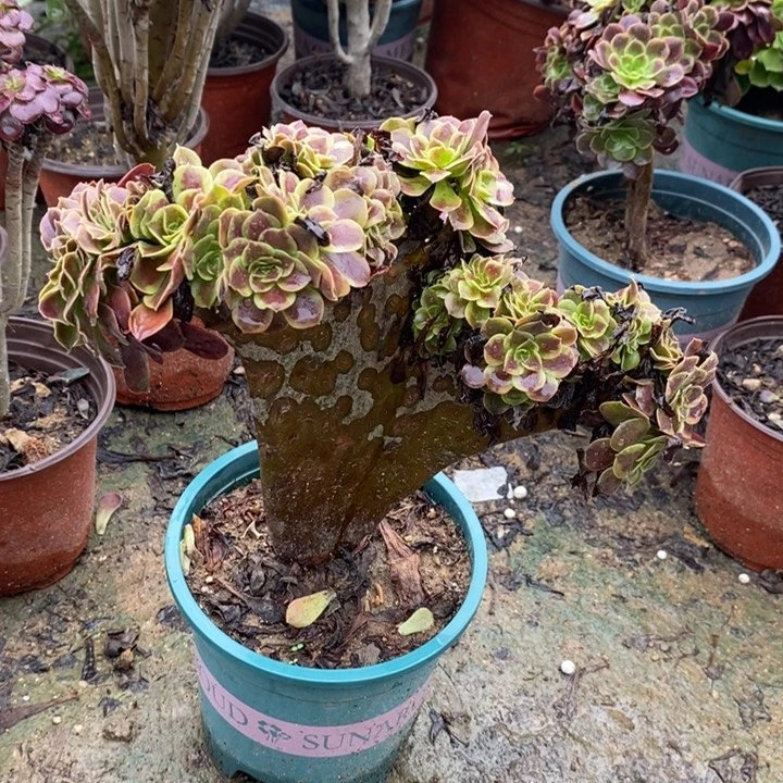 欧嘉莉缀多肉植物024