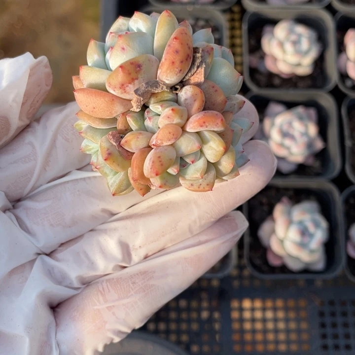 星影7头一颗冠幅5厘米20包邮新疆西藏不发