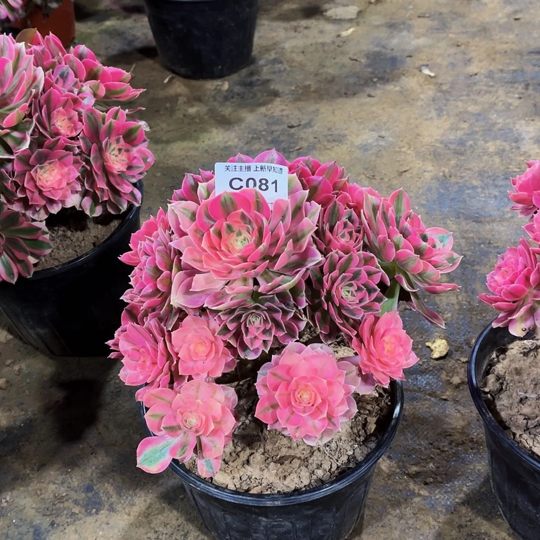 小***方多肉081粉女巫法师