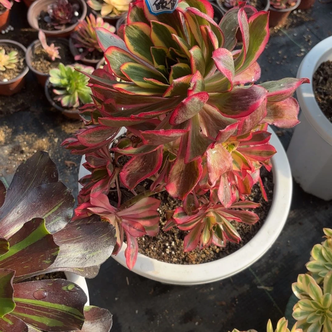 薇*花好月又圆202510无售后