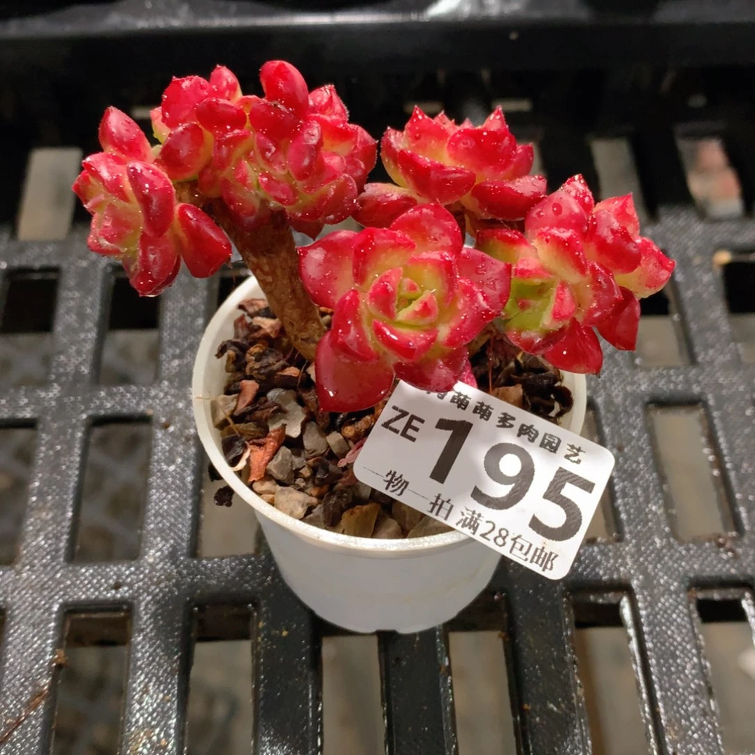 肉萌萌拇指盆精控多肉ZE195