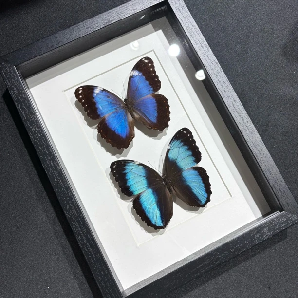 【草木精灵】阿奇兴族组合闪蝶 实木画框 家居收藏精品蝴蝶摆件