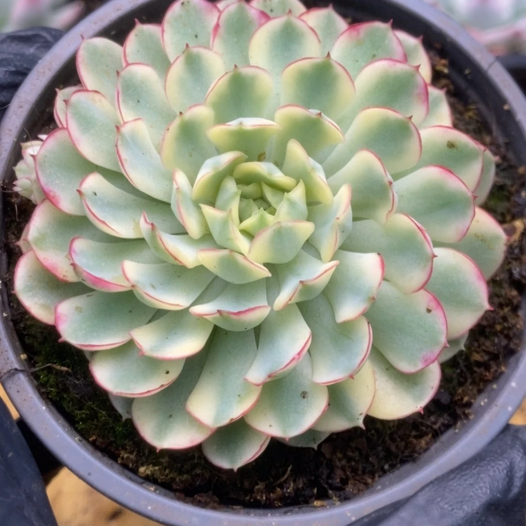 225黄覆轮梦幻玫瑰锦