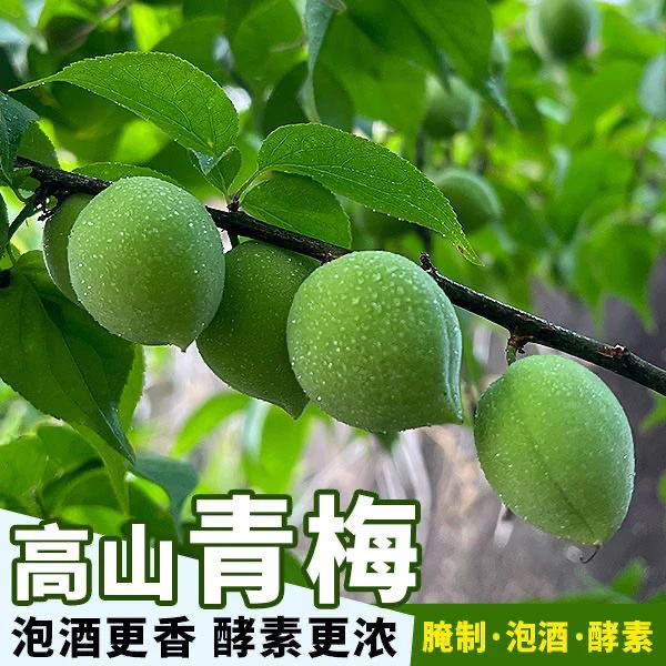 2025福建高山老树精选泡酒专用精选特大果顺丰包邮