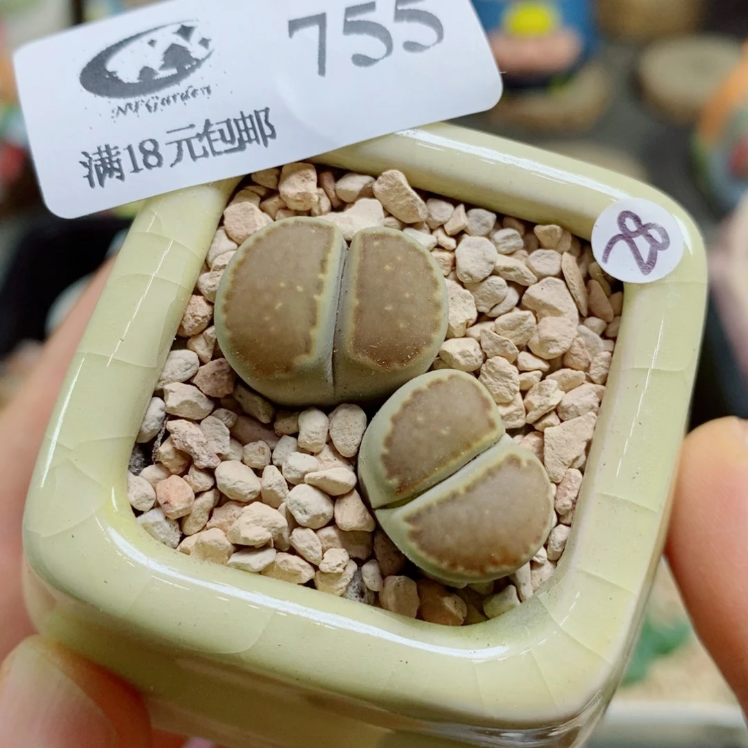 生石花花花花花花花755