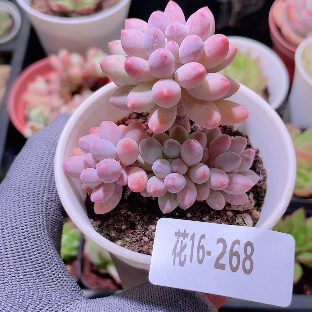 花利美16-268婴儿手指