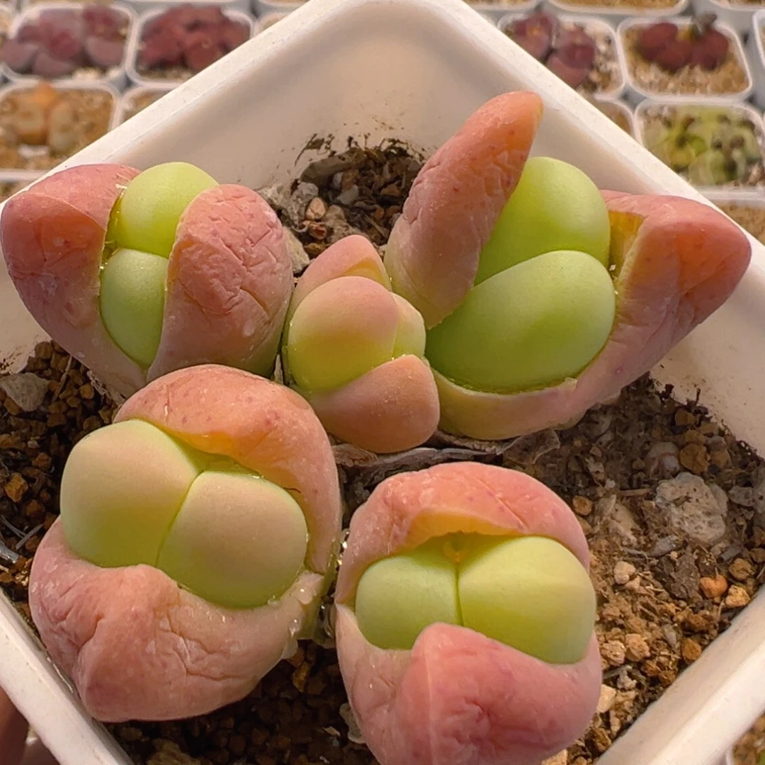 143多肉植物百科银光玉