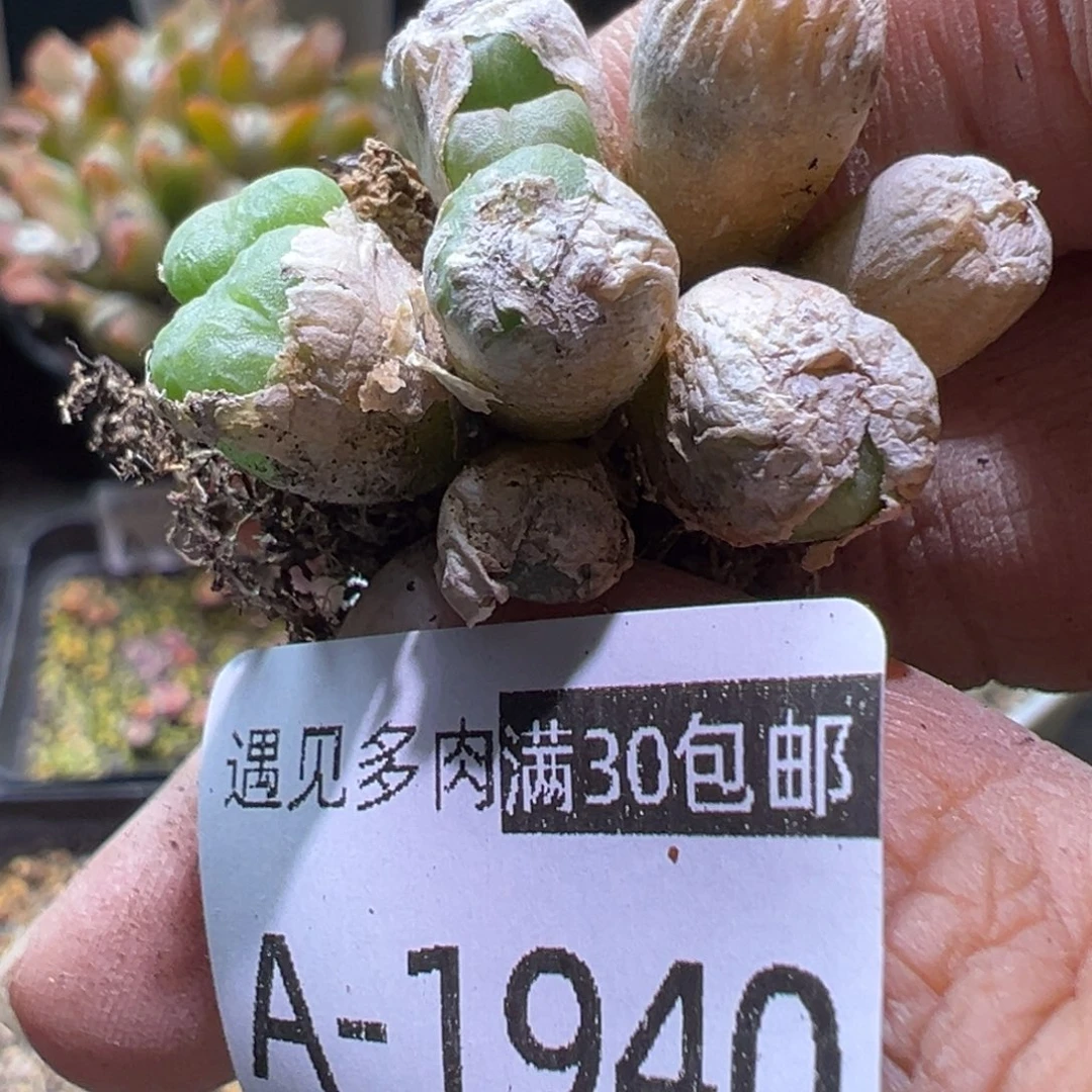 多肉植物1111111111111111