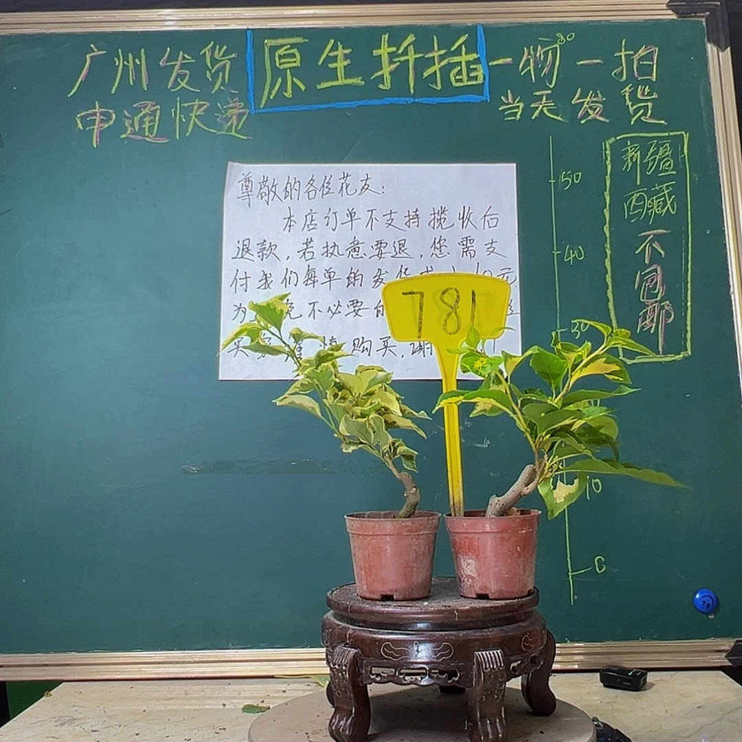 当前无花栽培后可以开花两颗盲盒掌中宝781